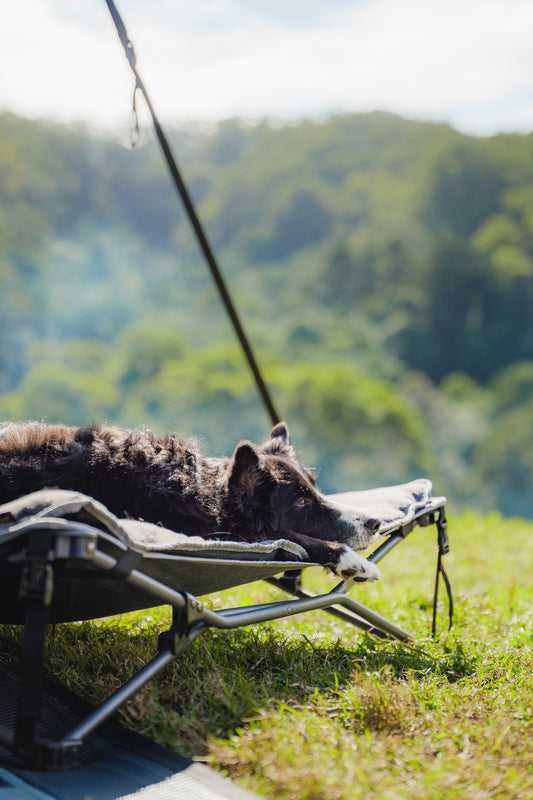 Dog Bed & Fleece Topper