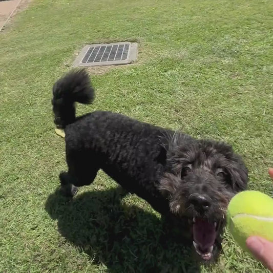 Dog Bed & Fleece Topper Large